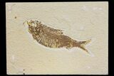 Bargain, Fossil Fish (Knightia) - Wyoming #136799-1
